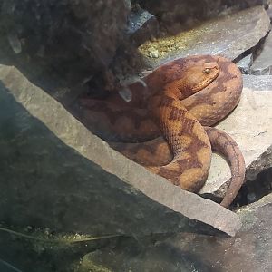 Los Angeles Zoo (2022) - Nose-horn Viper