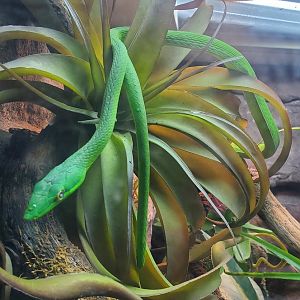 Los Angeles Zoo (2022) - American Green Vine Snake