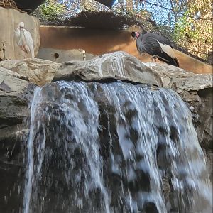 Los Angeles Zoo (2022) - Waterfall in aviary