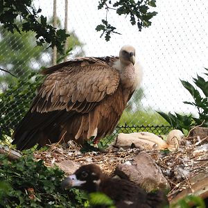 Western Eurasian griffon vulture (Gyps fulvus fulvus) with chick, 2022-07-03