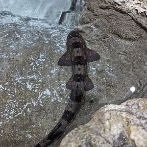 Bamboo Shark at the Greensboro Science Center