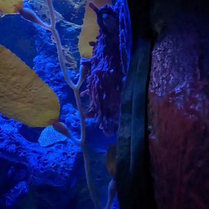 Giant Pacific Octopus at the Greensboro Science Center