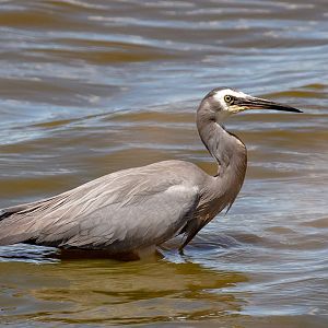 White-faced Heron