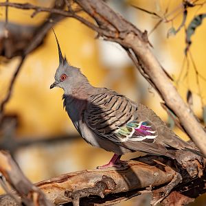 Crested Pigeon