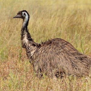 Emu