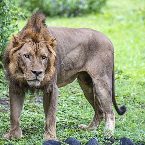 African lion (Panthera leo)