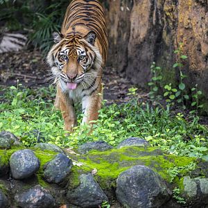 Sumatran tiger (Panthera tigris sumatrae)