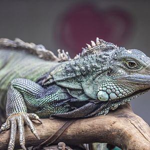 green iguana (Iguana iguana)