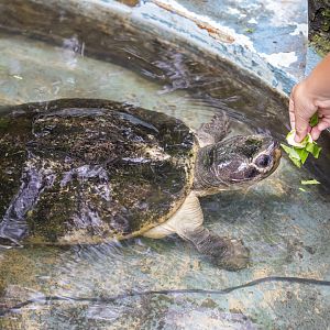 Malaysian giant turtle (Orlitia borneensis)