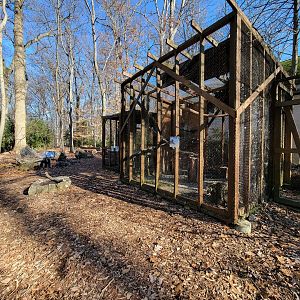 Briar Bush NC - Birds