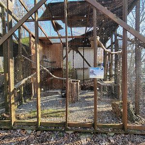 Briar Bush NC - Red-tailed Hawk "Hawkeye"