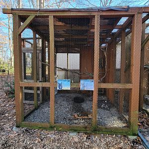 Briar Bush NC - Eastern Screech Owls "Raymond" and "Scarlett"