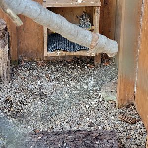 Briar Bush NC - Eastern Screech Owl