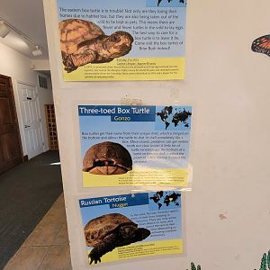 Briar Bush NC - Signs for eastern box turtle, three-toed box turtle, and Russian tortoise