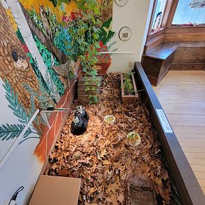 Briar Bush NC - Eastern box turtle, three-toed box turtle, and Russian tortoise