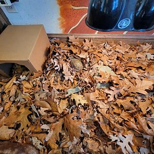 Briar Bush NC - Eastern box turtle, three-toed box turtle, and Russian tortoise