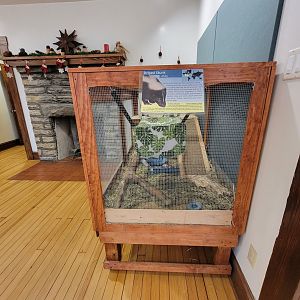 Briar Bush NC - Striped Skunk