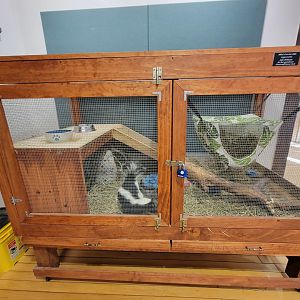 Briar Bush NC - Striped Skunk