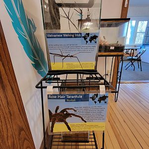Briar Bush NC - Vietnamese walking stick, rosehair tarantula