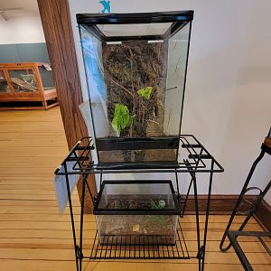 Briar Bush NC - Vietnamese walking stick, rosehair tarantula