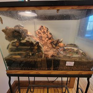 Briar Bush NC - Hissing cockroaches, ants