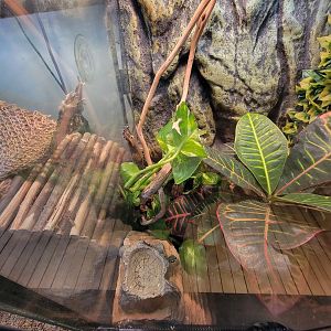 Briar Bush NC - Crested gecko