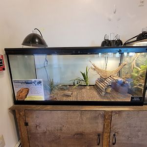 Briar Bush NC - Central bearded dragon