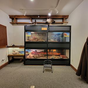 Briar Bush NC - Snakes