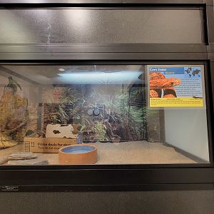 Briar Bush NC - Corn snake