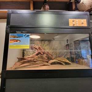 Briar Bush NC - Corn snake