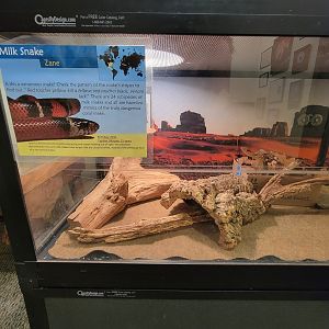 Briar Bush NC - Milk snake