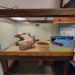 Briar Bush NC - Western hognose snake