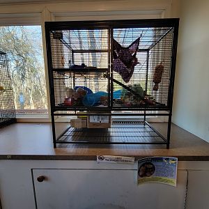 Briar Bush NC - Domestic rats