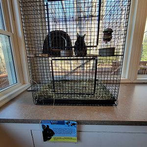 Briar Bush NC - Domestic rabbit