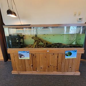 Briar Bush NC - Red-eared slider, western mosquitofish