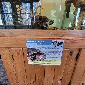 Briar Bush NC - A red-eared slider with an acting resume