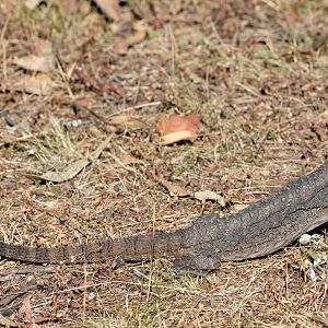 Eastern Bearded Dragon