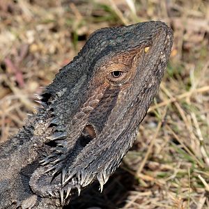 Eastern Bearded Dragon