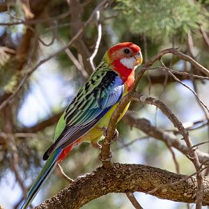 Eastern Rosella