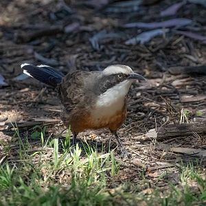 Grey-crowned Babbler