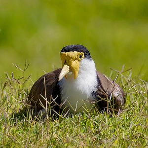 Masked Lapwing