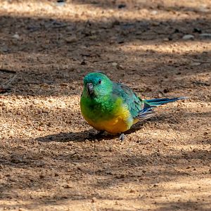 Red-rumped Parrot