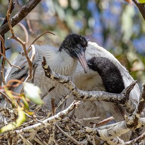 Australian White Ibis chick