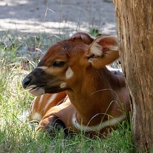 Bongo calf