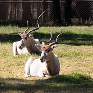 Addax