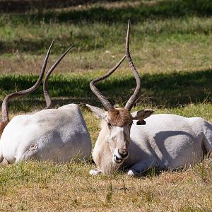 Addax