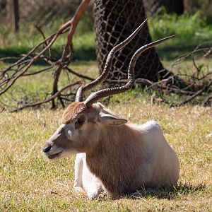 Addax