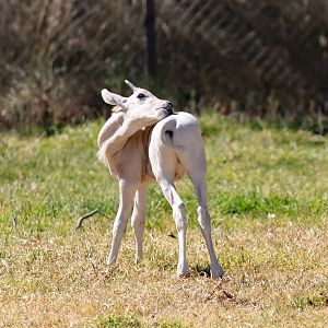 Addax calf