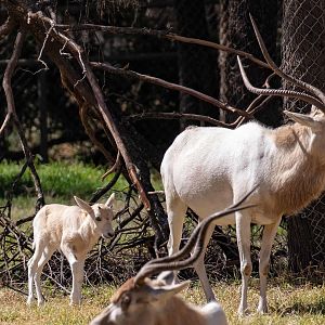Addax