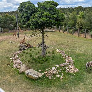 Giraffe/Zebra Enclosure